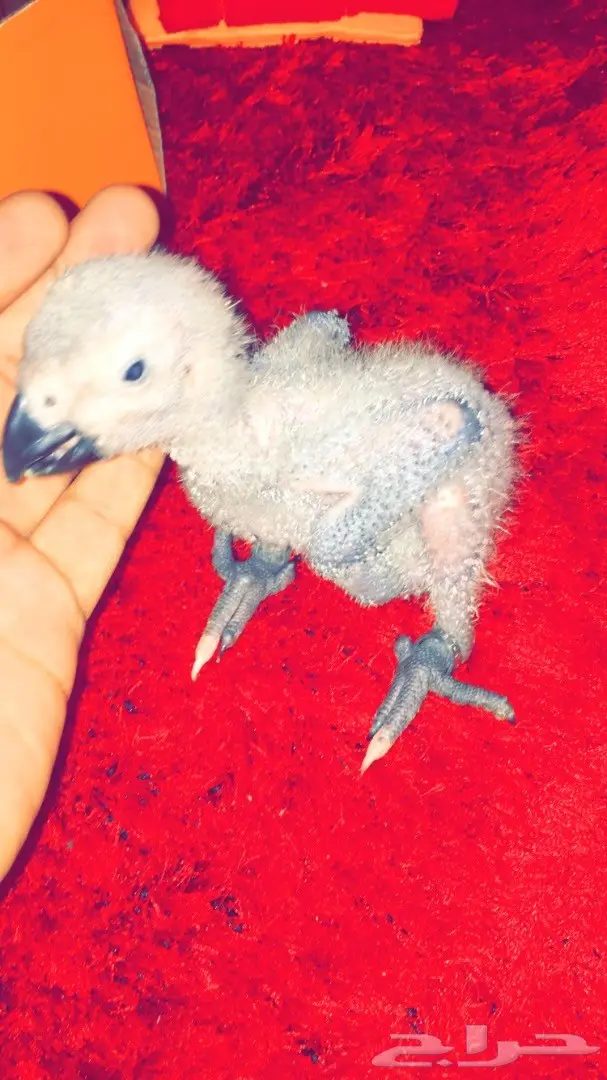 كاسكو غررر  (image 1)