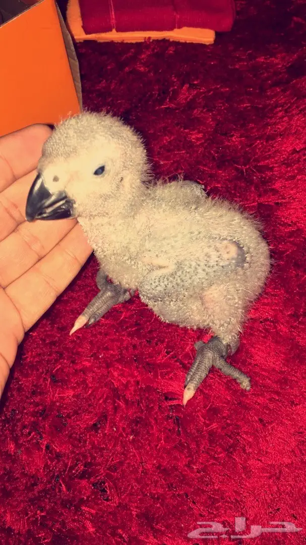 كاسكو غررر  (image 2)