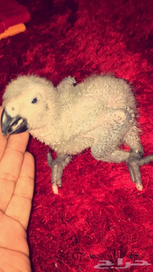 كاسكو غررر  (image 3)