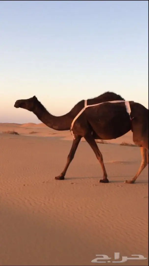 للبيع لقحه مجهم طيبه 