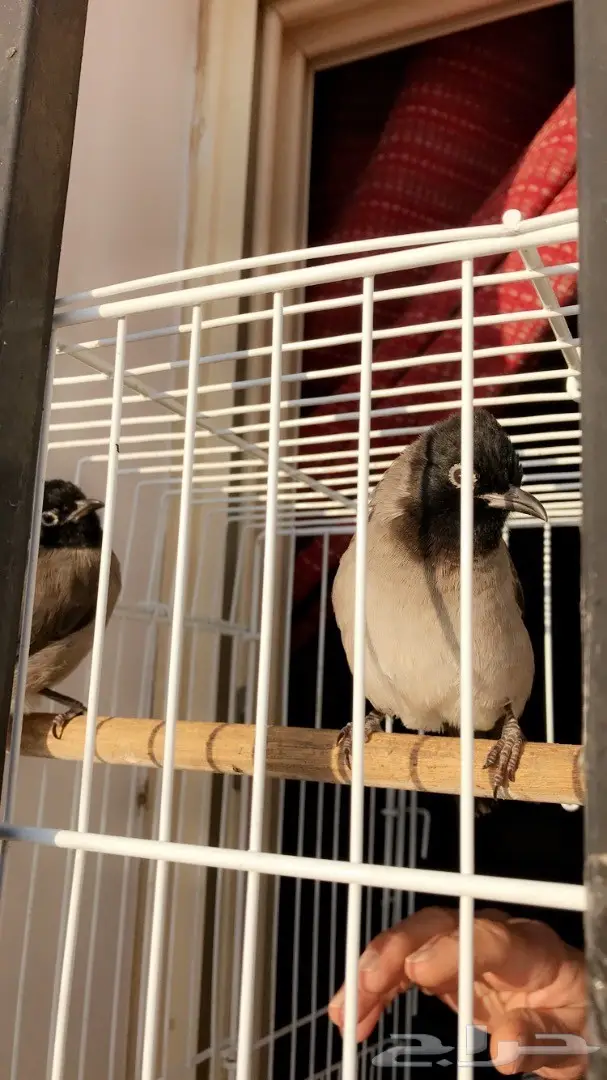 تبني زوج بلابل لطيف - فرصة لا تُفوّت! (image 3)