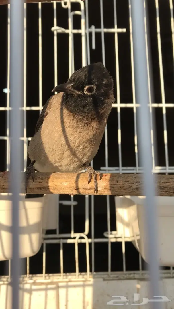 تبني زوج بلابل لطيف - فرصة لا تُفوّت! (image 4)