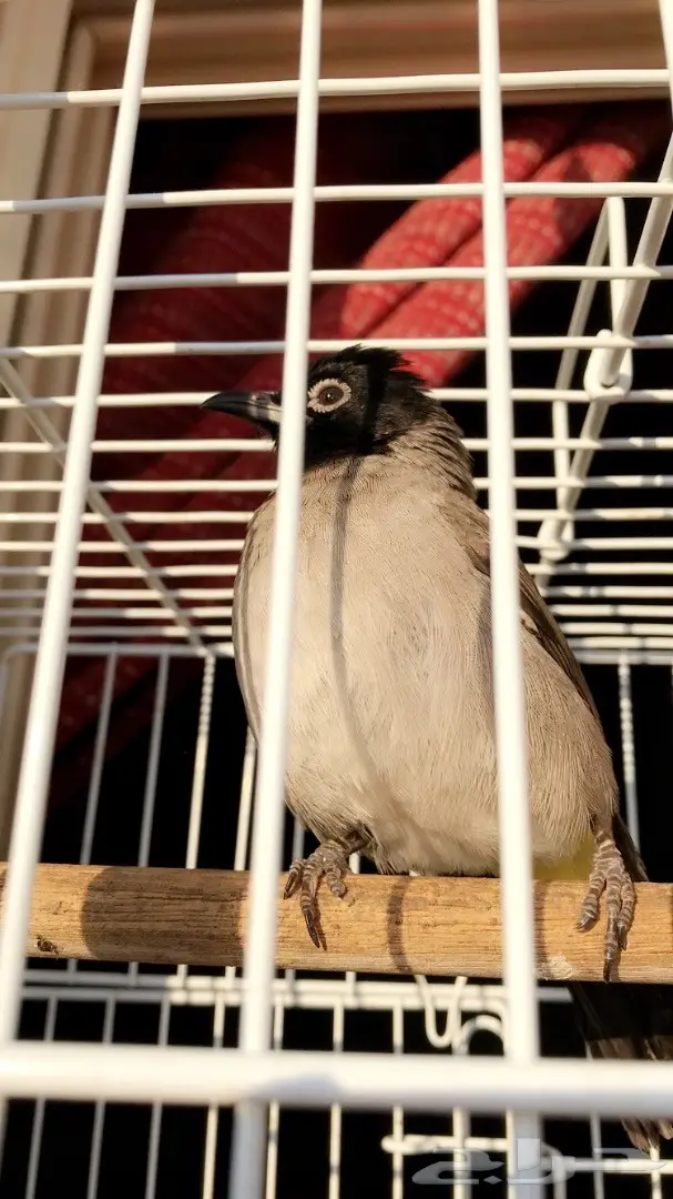 تبني زوج بلابل لطيف - فرصة لا تُفوّت! (image 5)