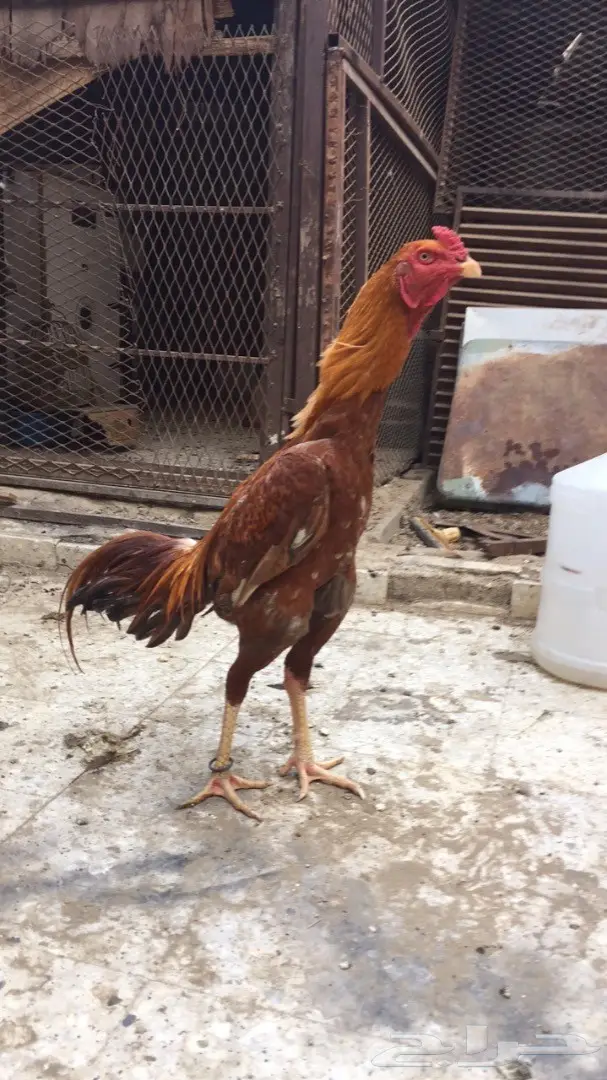 للبيع ديك باكستاني