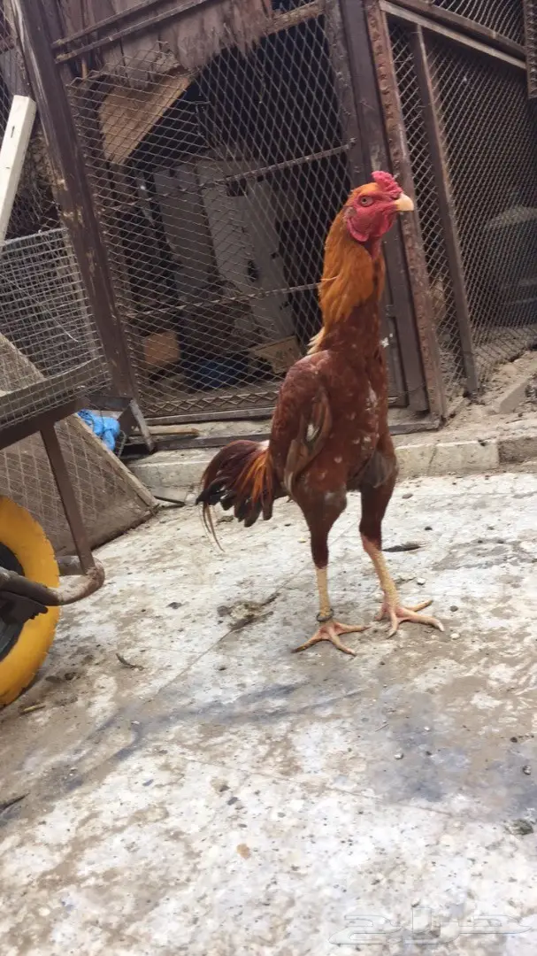 للبيع ديك باكستاني (image 1)