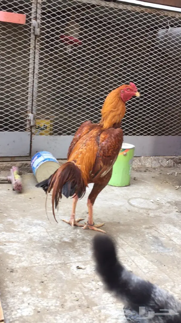 للبيع ديك باكستاني (image 2)