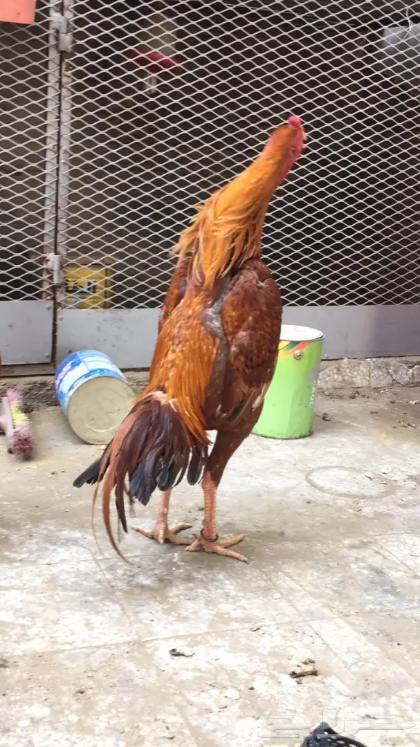 للبيع ديك باكستاني (image 3)