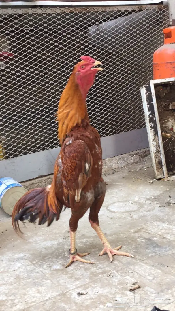 للبيع ديك باكستاني (image 4)