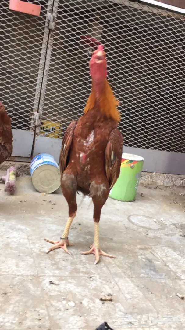 للبيع ديك باكستاني (image 5)