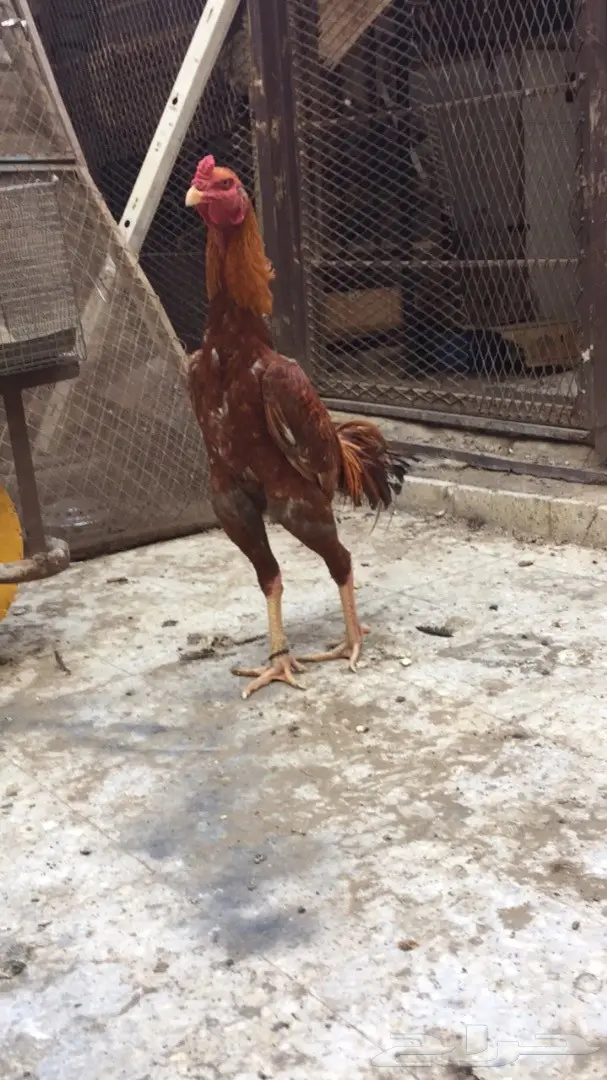 للبيع ديك باكستاني (image 6)