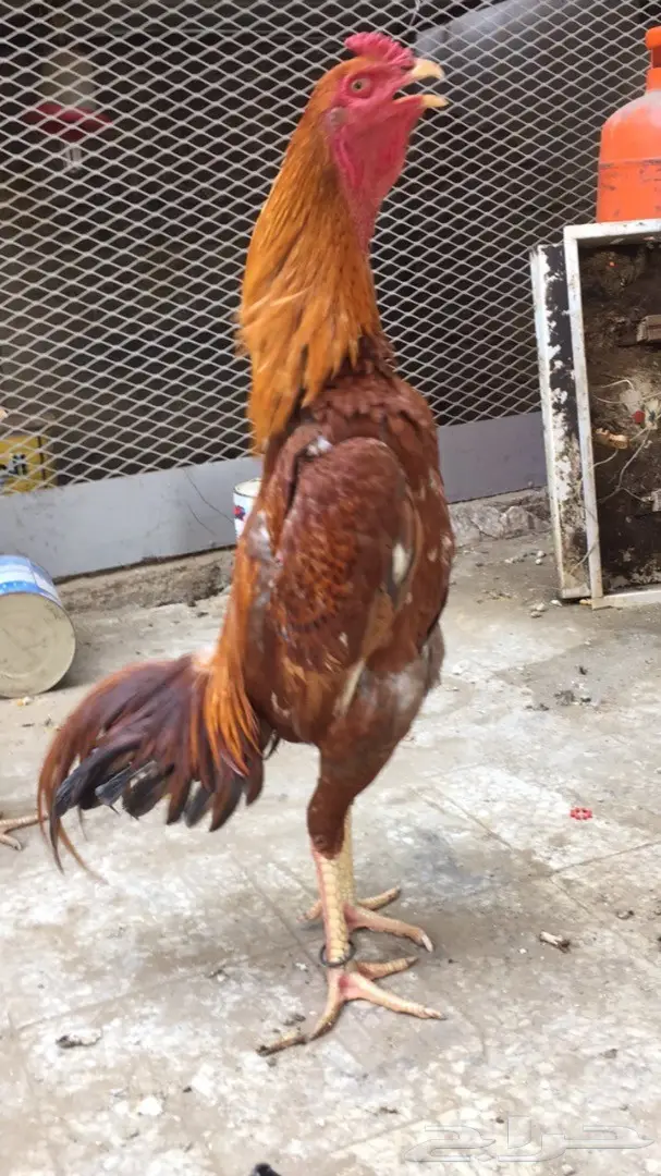 للبيع ديك باكستاني (image 7)