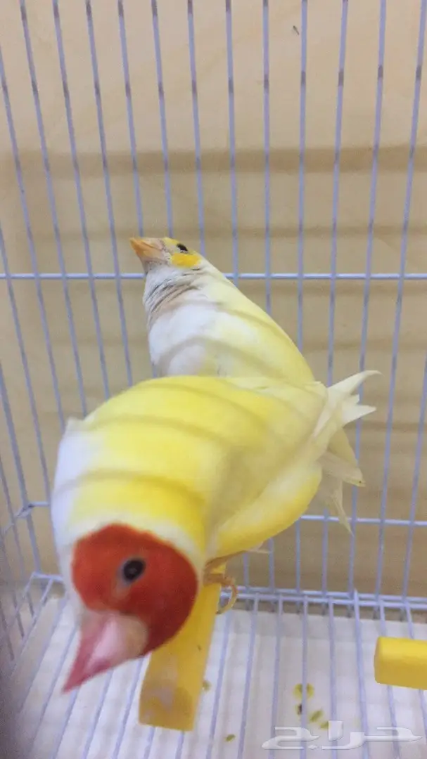 جولديان فينش الازرق النادر طفرات (image 3)