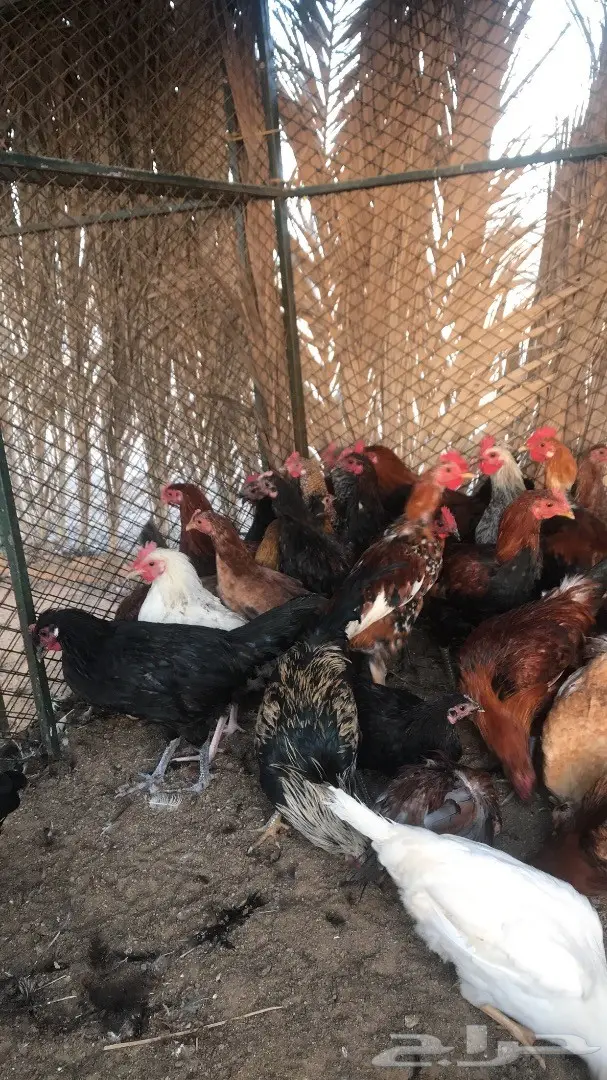 دجاج بشاير  (image 1)