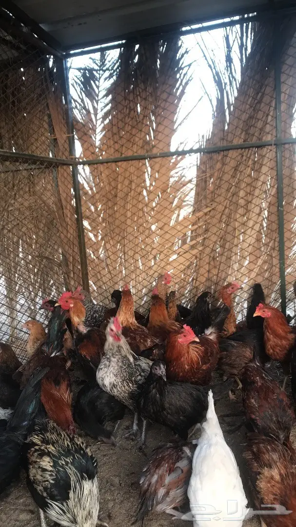 دجاج بشاير  (image 2)