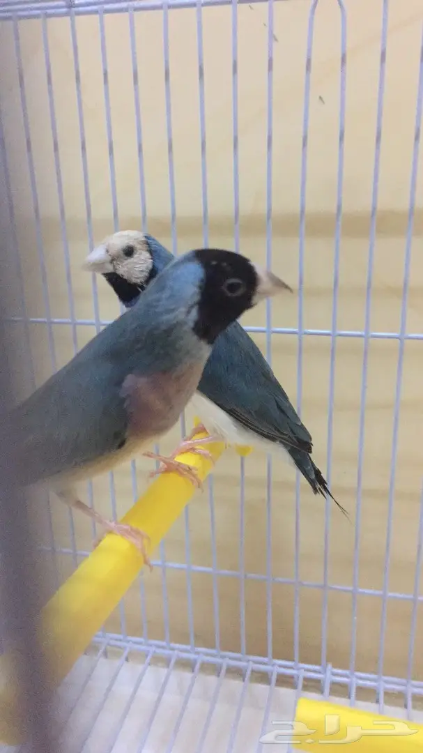 جولديان فينش الازرق النادر طفرات (image 5)