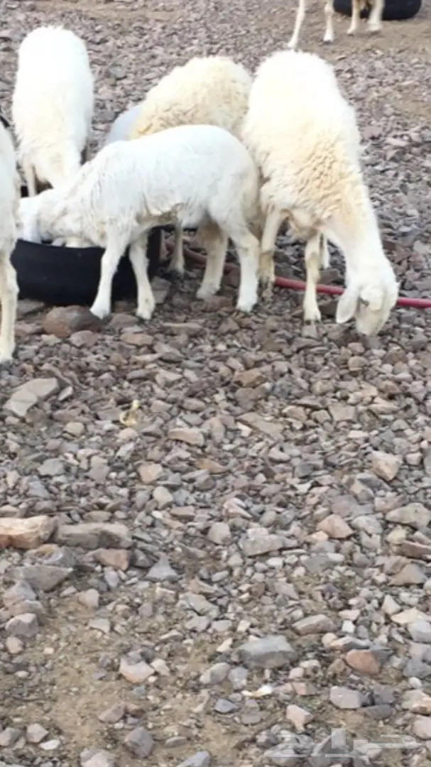 للبيع نعجه حريه تحتها رخل