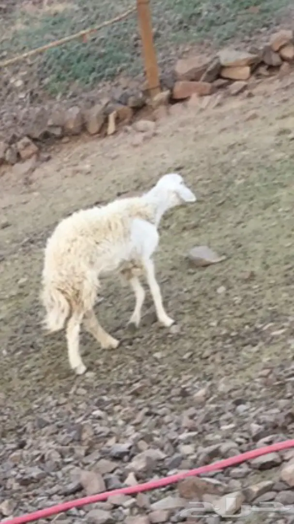 للبيع نعجه حريه تحتها رخل (image 1)
