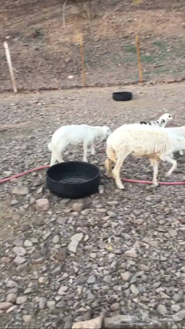 للبيع نعجه حريه تحتها رخل (image 2)