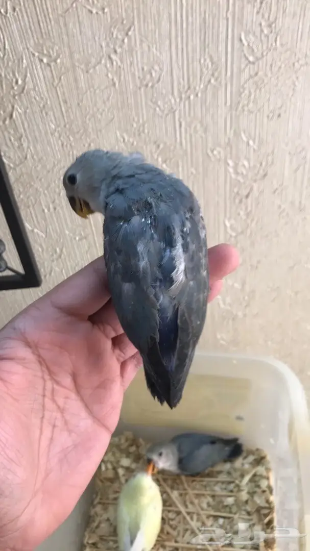 فرخات روز مدهشة - فرصة لا تعوض! (image 3)