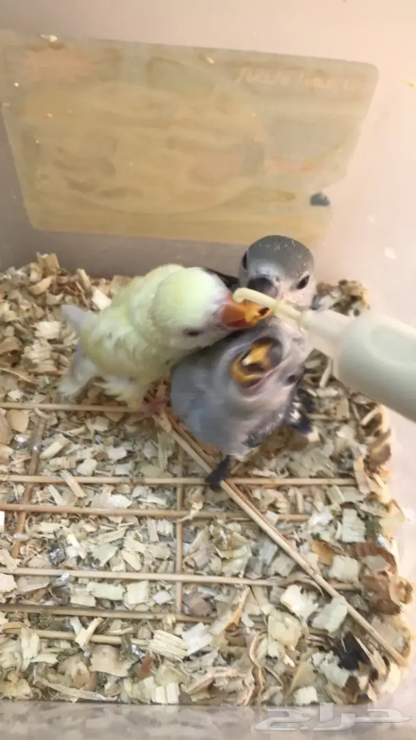 فرخات روز مدهشة - فرصة لا تعوض! (image 6)