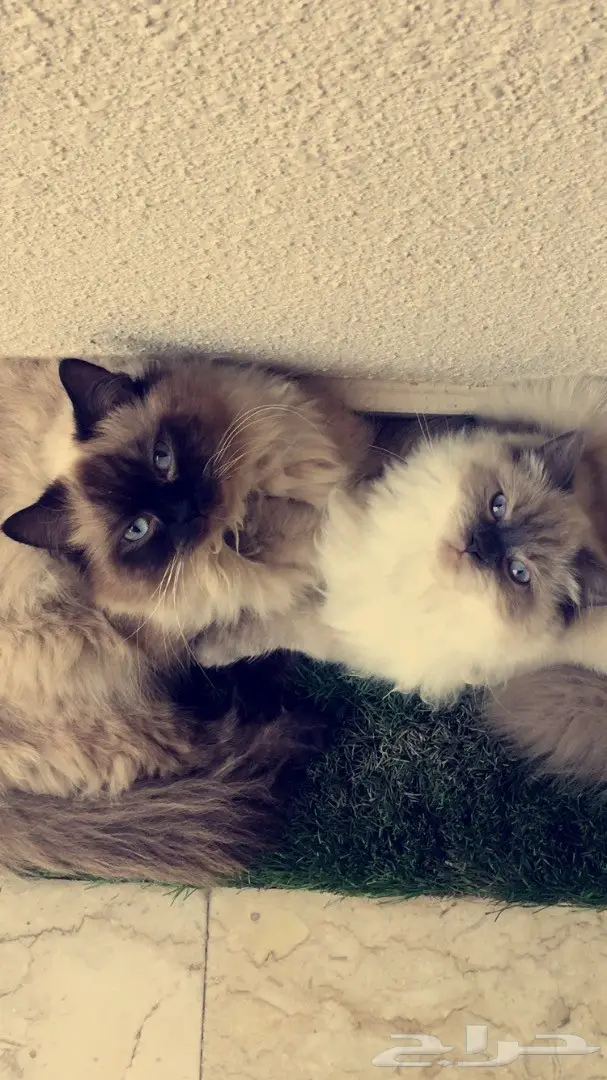 قطط هملايا للبيع 