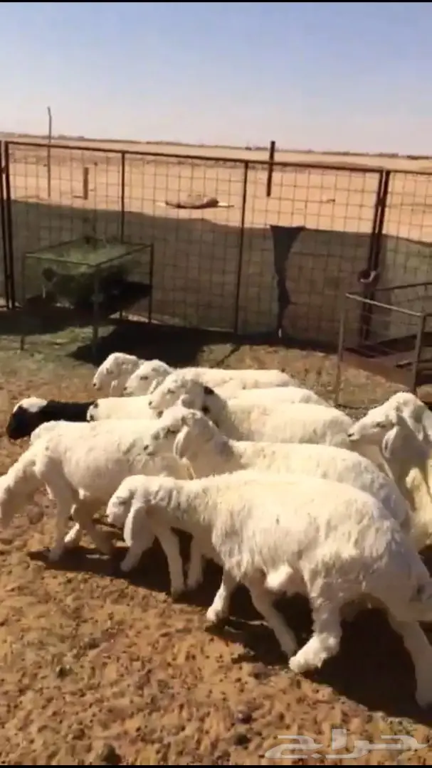 بهم حري للبيع