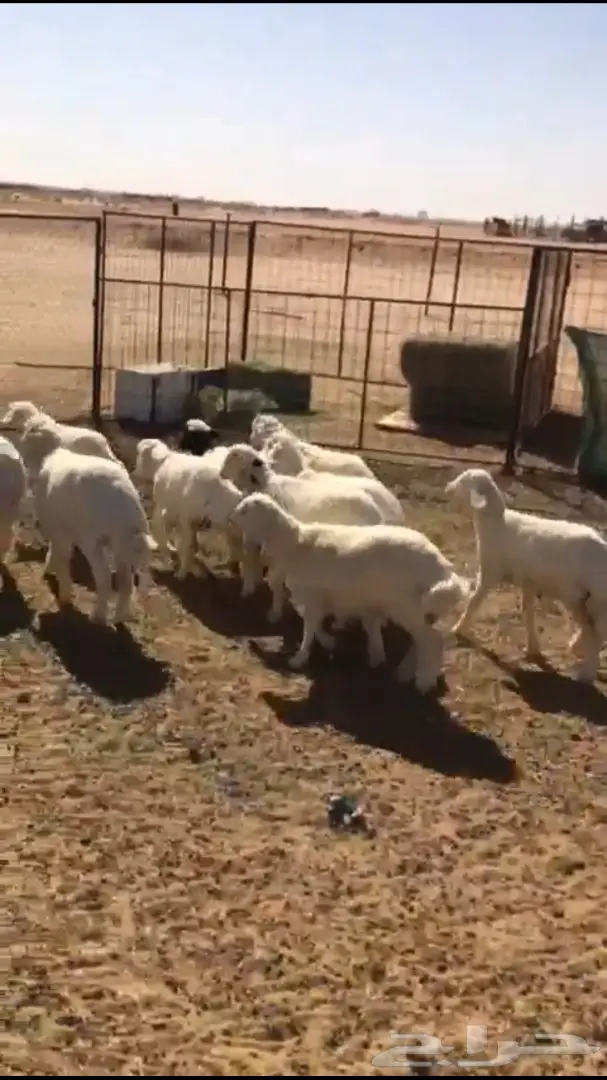 بهم حري للبيع (image 1)