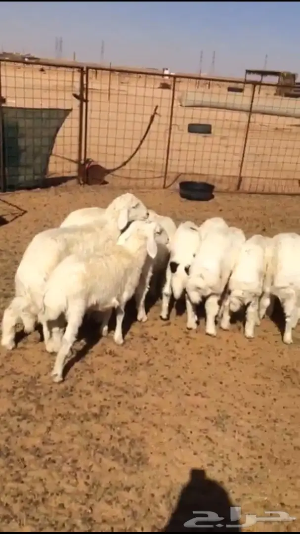 بهم حري للبيع (image 2)