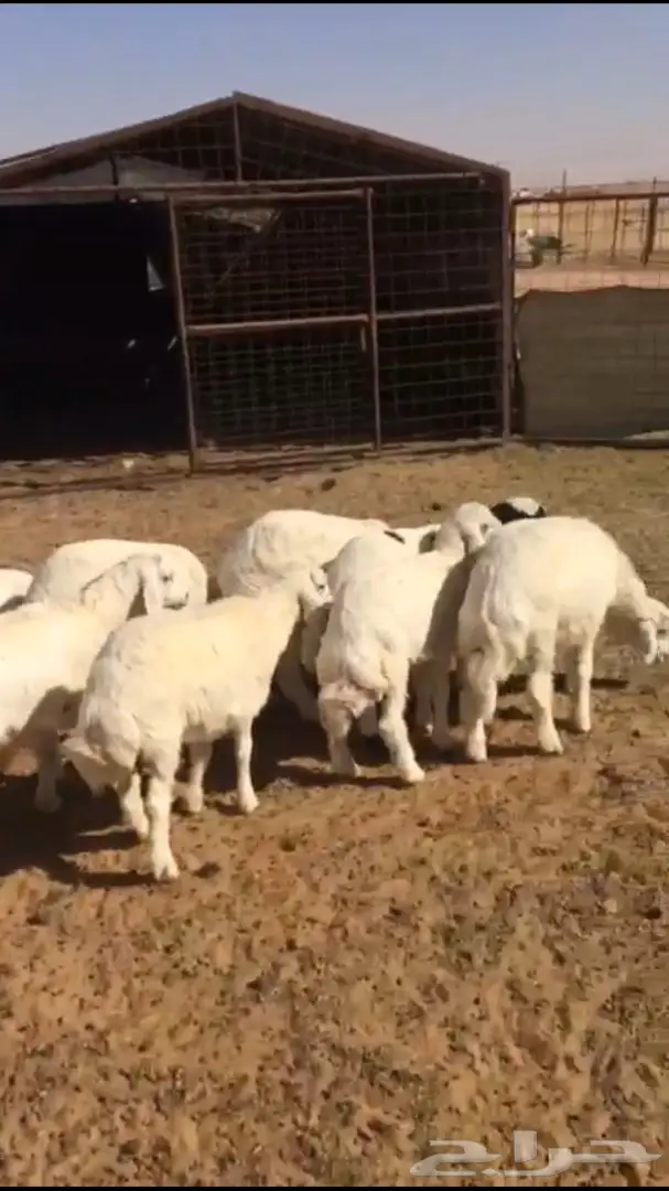 بهم حري للبيع (image 3)