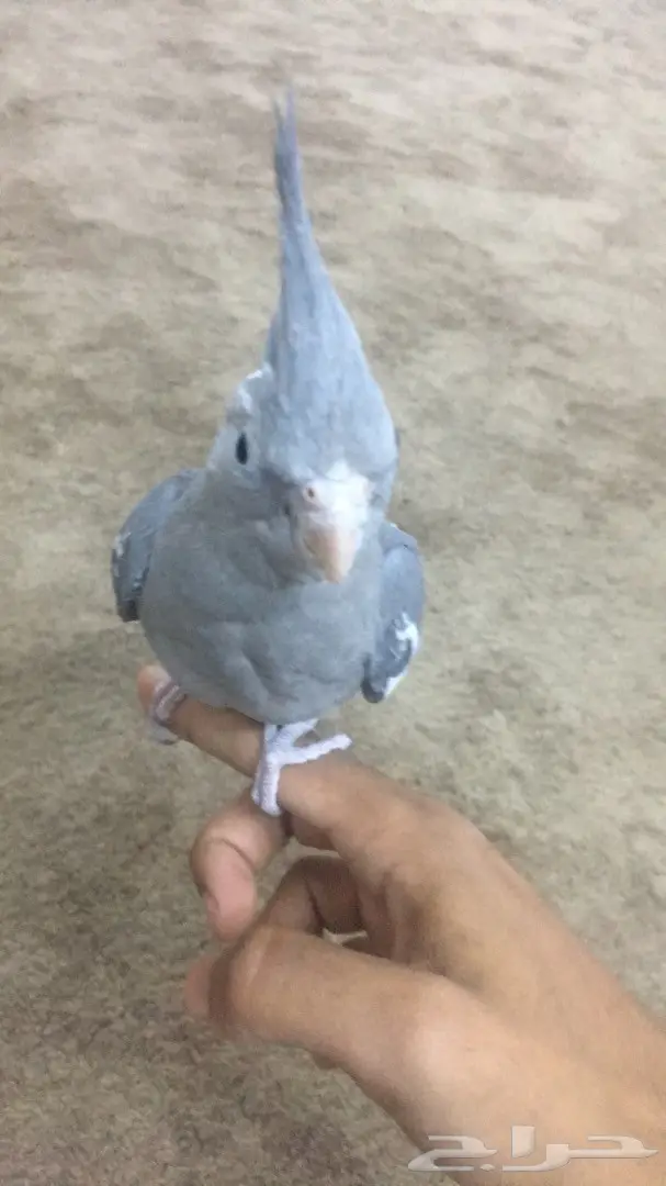 للبيع ببغاء هدد كروان مع القفص والاستاند (image 4)