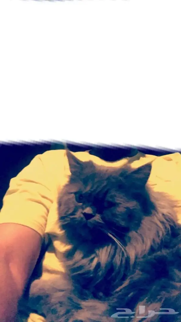 قط شيرازي بيور 