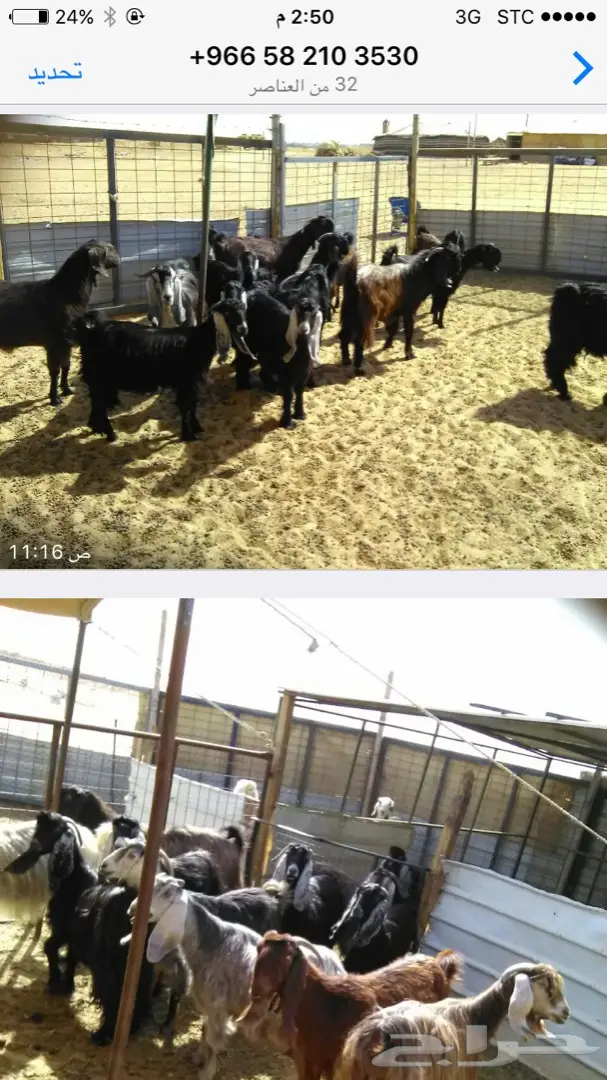 بيع أغنام عالية الجودة - الرياض