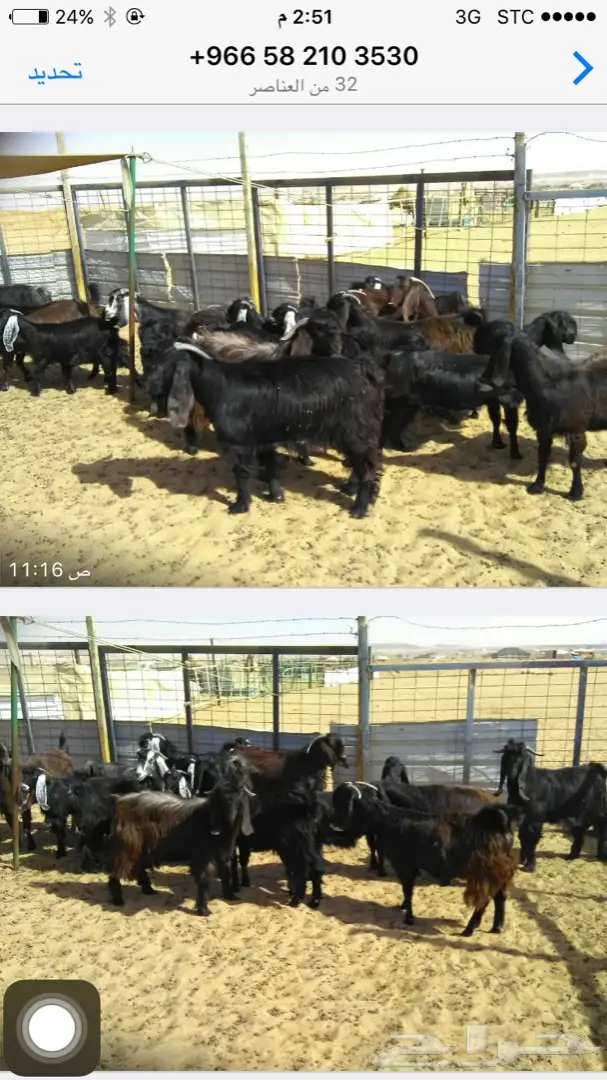 بيع أغنام عالية الجودة - الرياض (image 2)