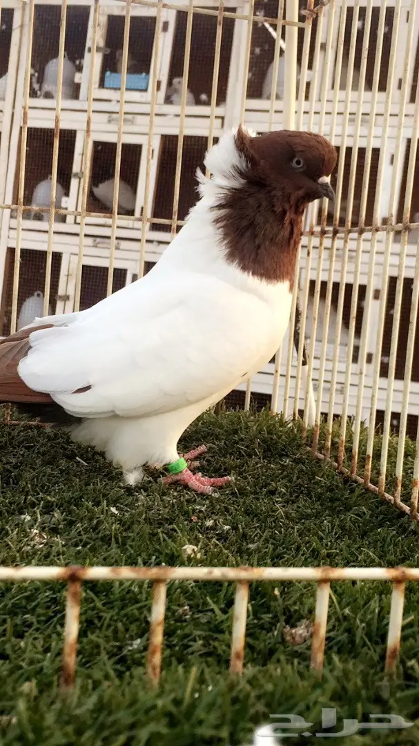 ((جوز سوداني((امريكي صافي))