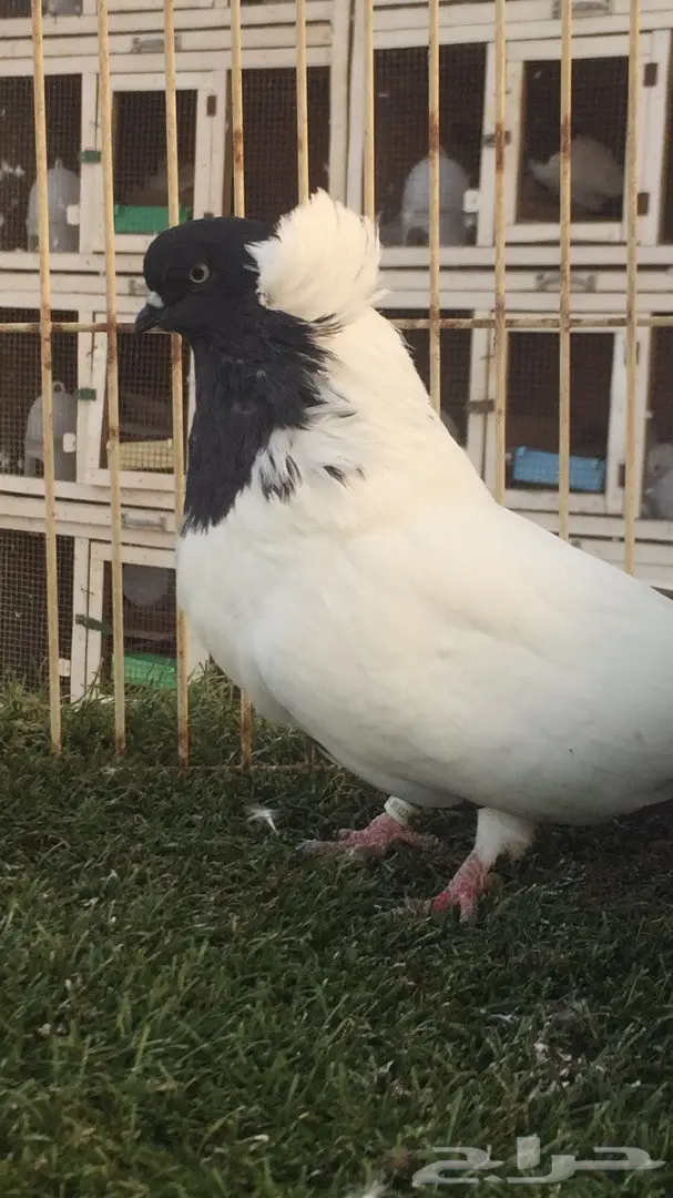 ((جوز سوداني((امريكي صافي)) (image 1)