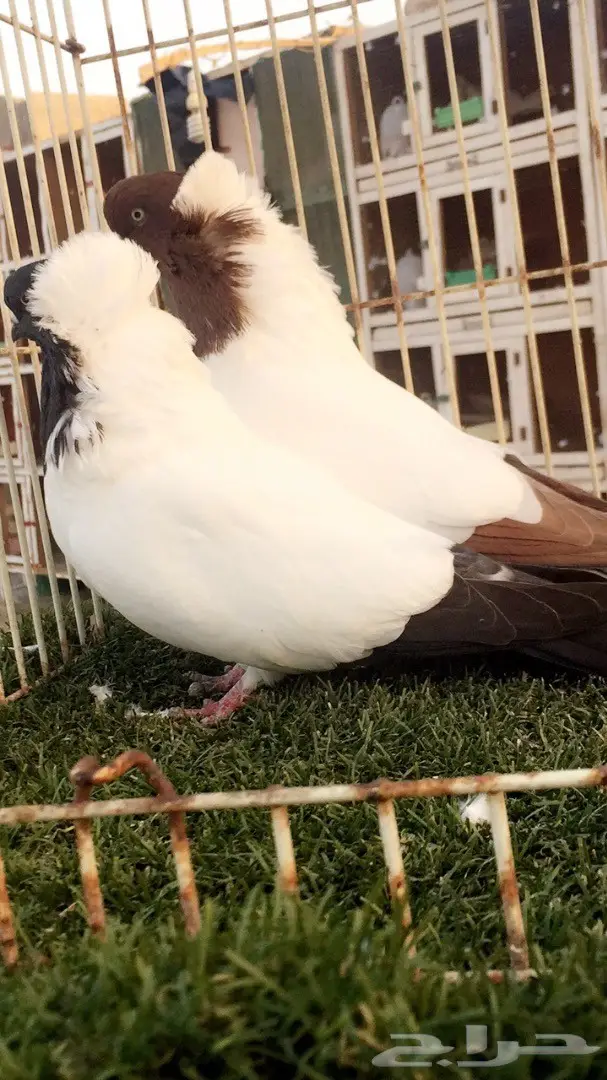 ((جوز سوداني((امريكي صافي)) (image 2)