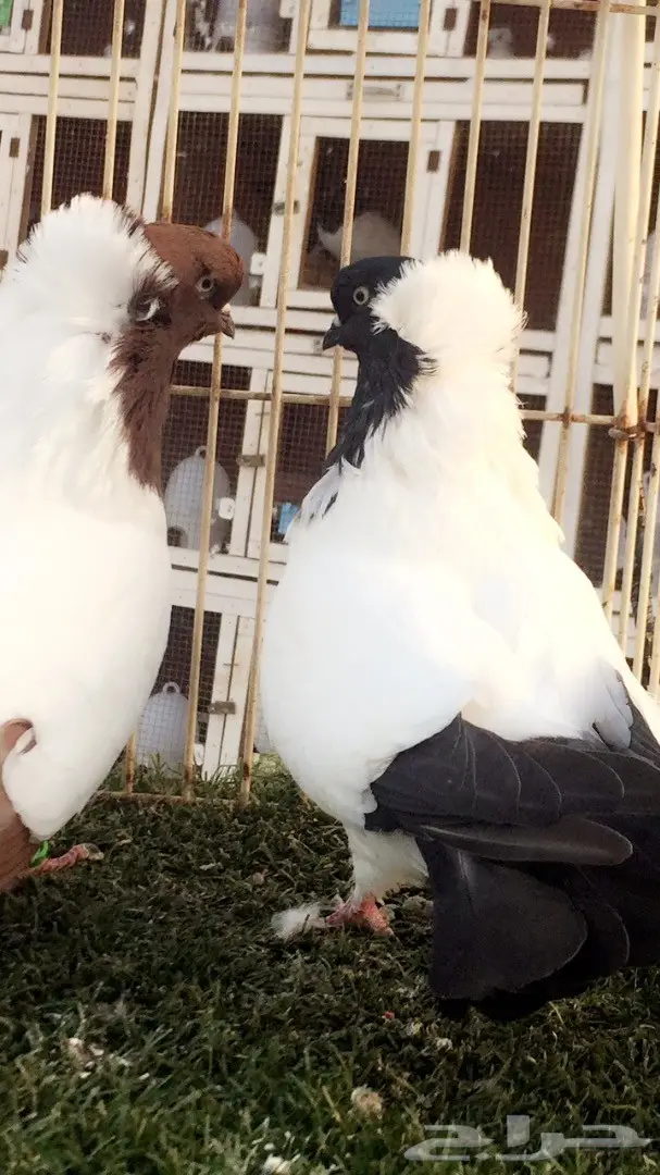 ((جوز سوداني((امريكي صافي)) (image 3)