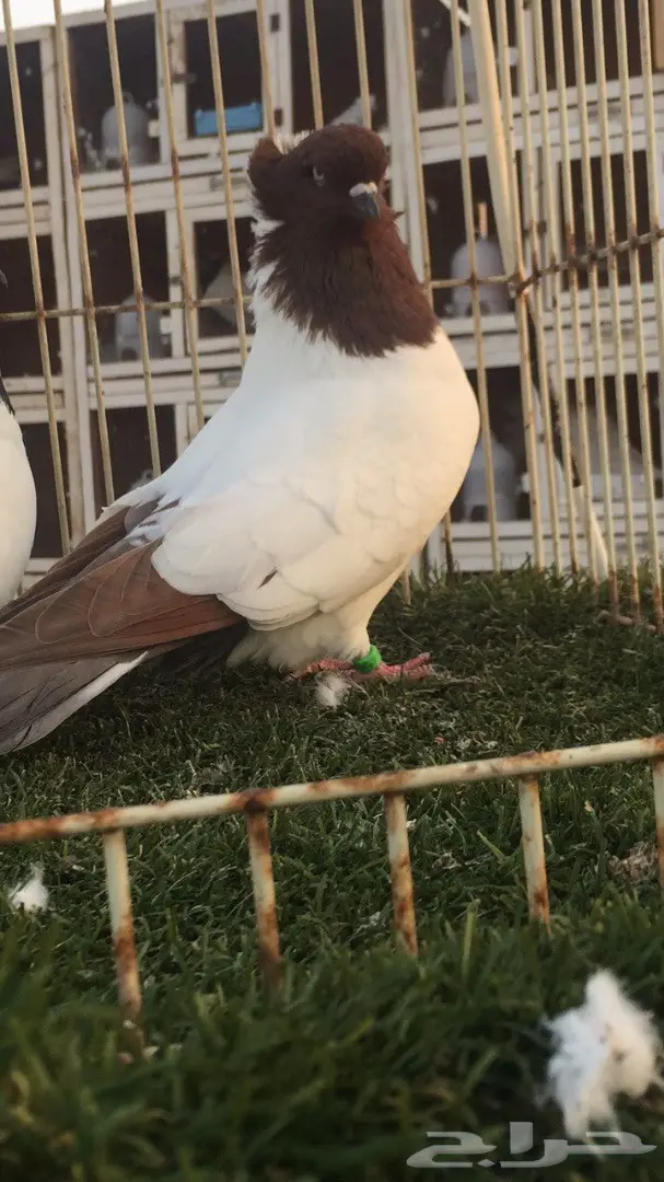 ((جوز سوداني((امريكي صافي)) (image 4)