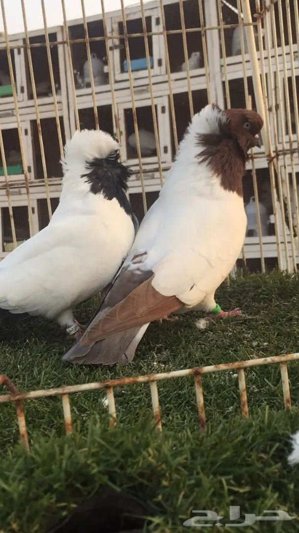 ((جوز سوداني((امريكي صافي)) (image 5)