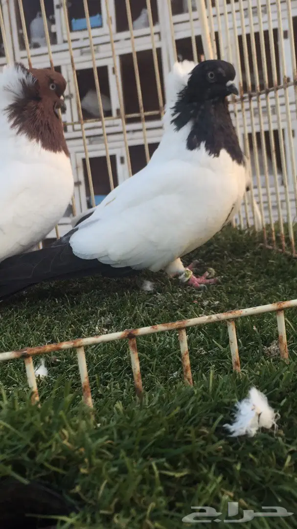 ((جوز سوداني((امريكي صافي)) (image 6)