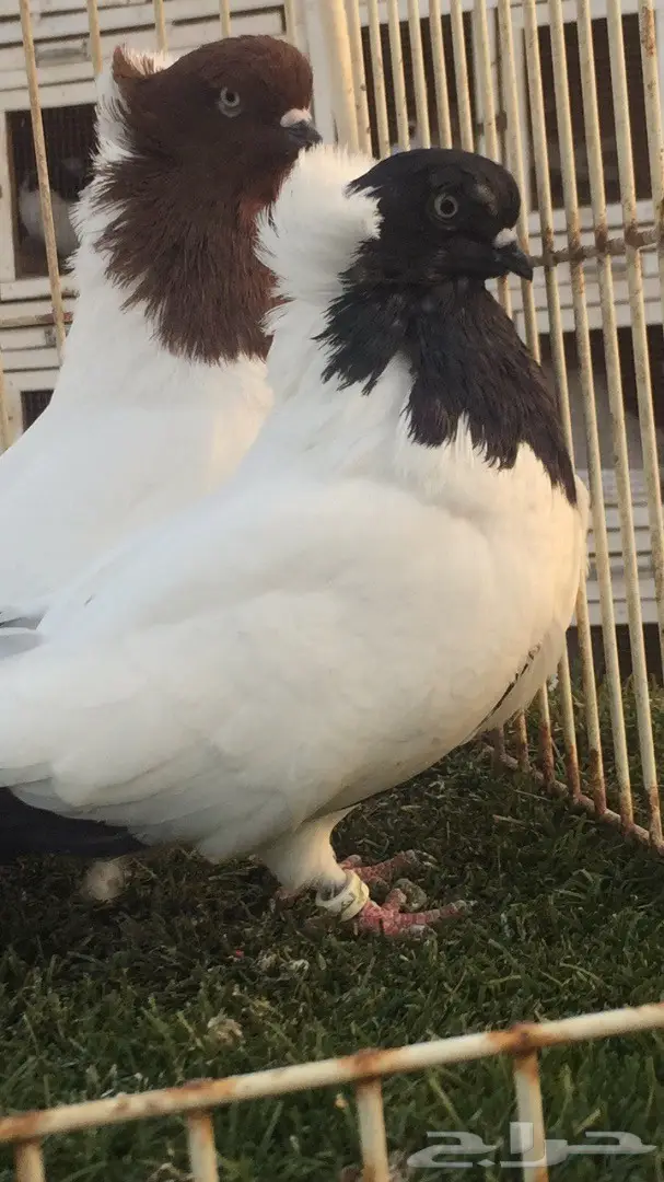 ((جوز سوداني((امريكي صافي)) (image 8)