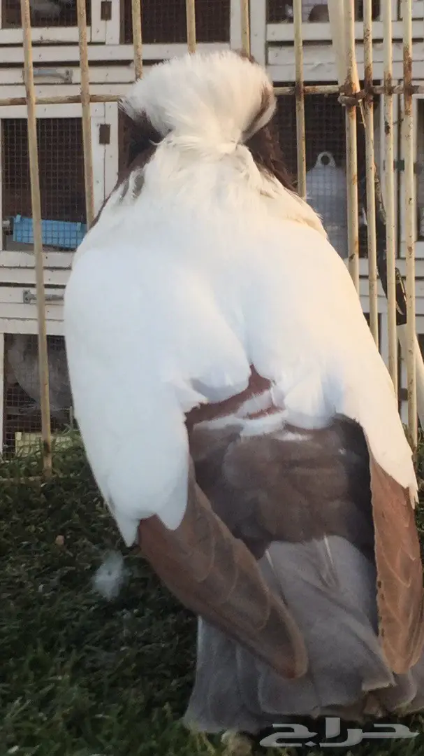 ((جوز سوداني((امريكي صافي)) (image 9)