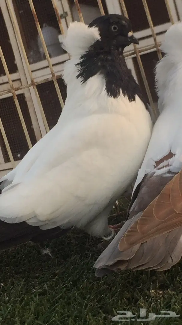 ((جوز سوداني((امريكي صافي)) (image 10)