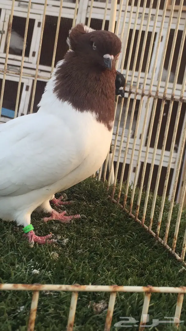 ((جوز سوداني((امريكي صافي)) (image 11)