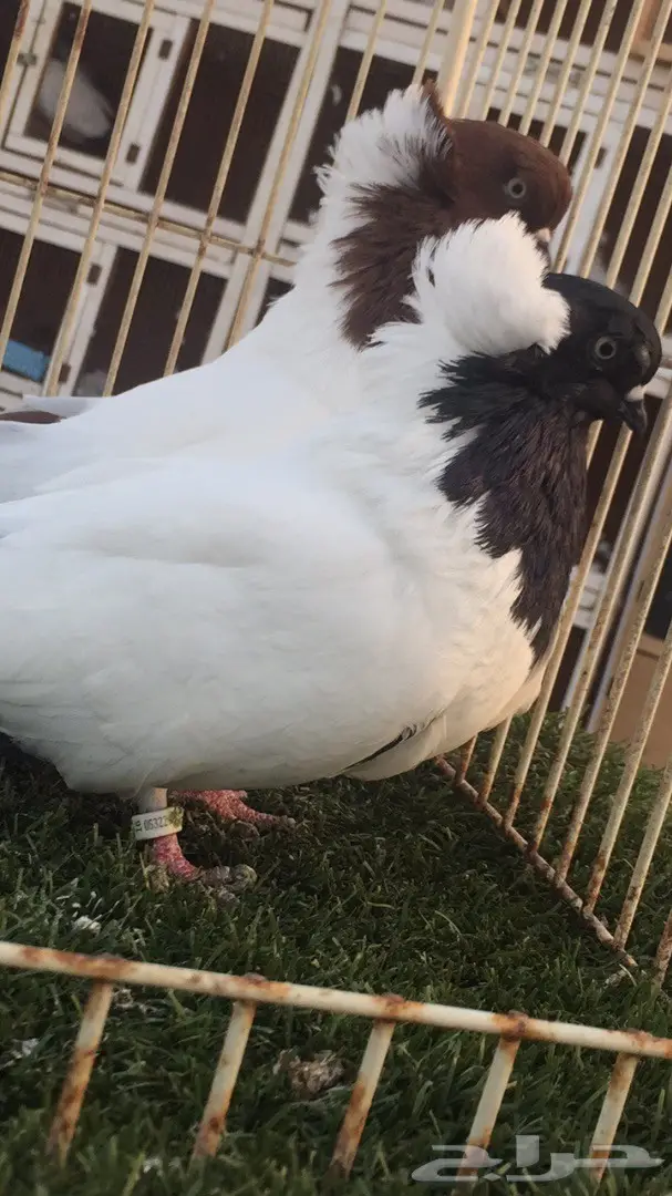 ((جوز سوداني((امريكي صافي)) (image 12)