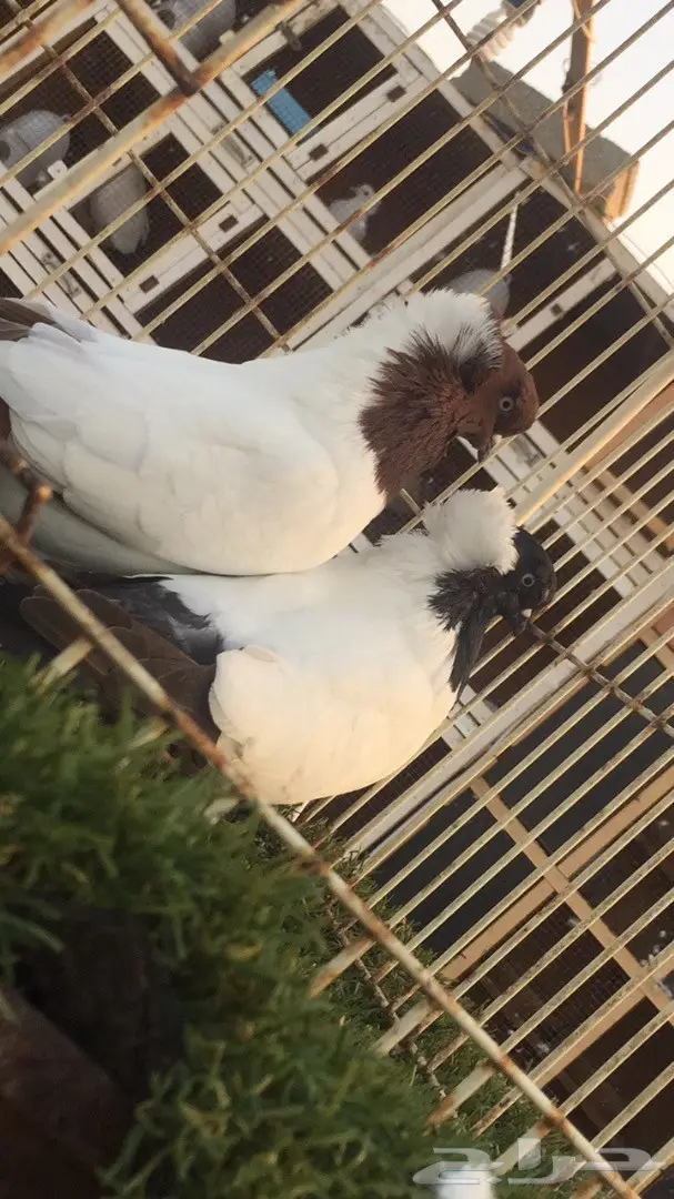 ((جوز سوداني((امريكي صافي)) (image 13)