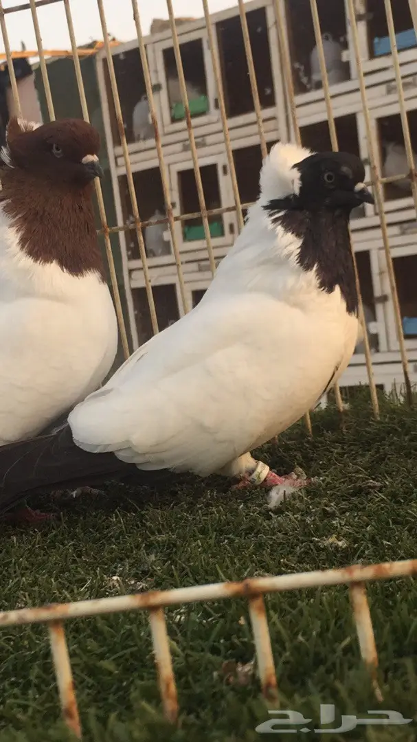 ((جوز سوداني((امريكي صافي)) (image 14)