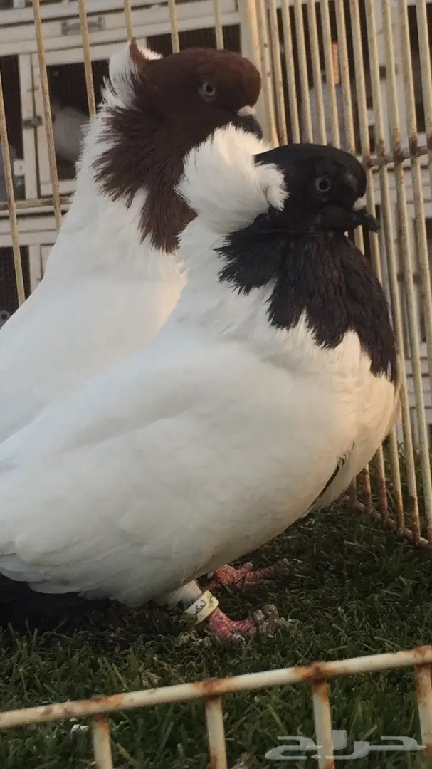 ((جوز سوداني((امريكي صافي)) (image 15)