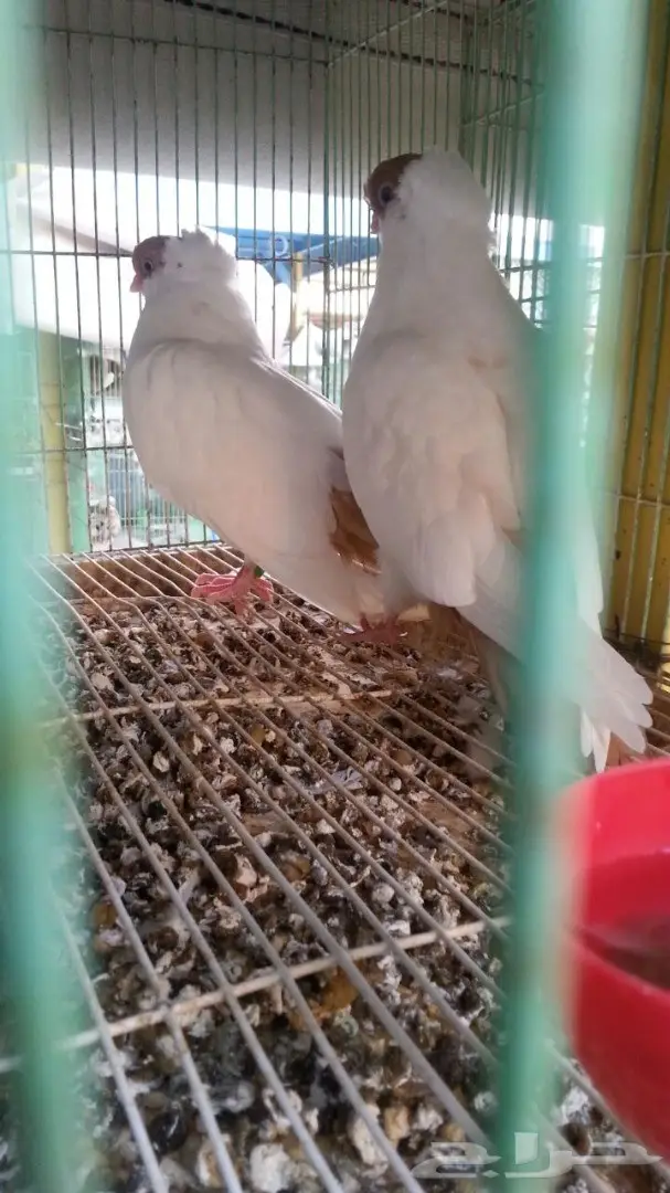 هلمت للبيع طبه (image 1)