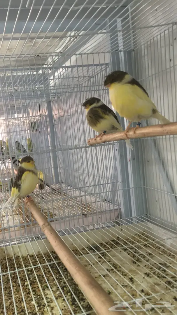 كناري جولستر